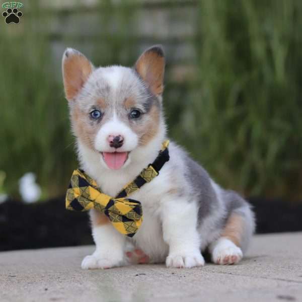 Gus, Pembroke Welsh Corgi Puppy